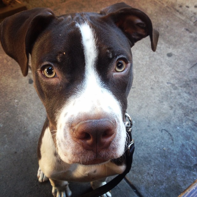 Eliott 1 Year Old English Pointer/Pitt Mix Perfect