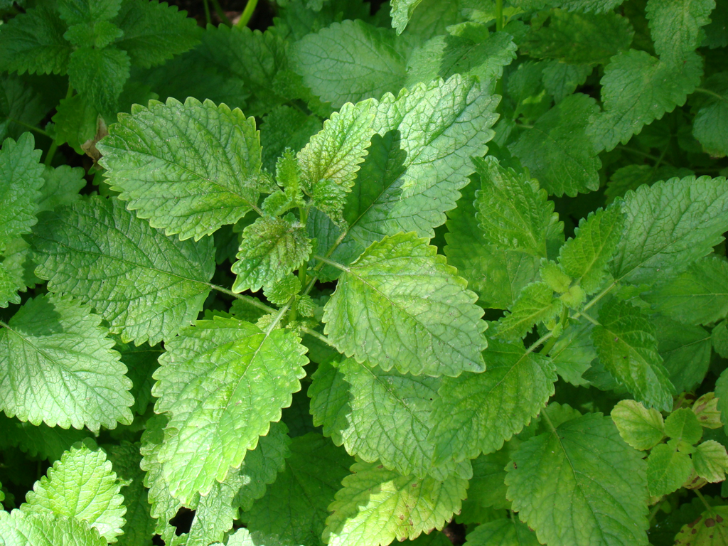 My Culinary Herb Garden MarysBlog