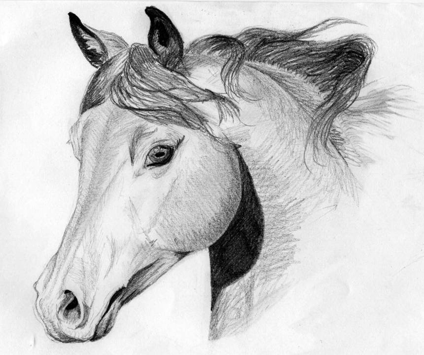 Apprendre à dessiner un cheval, comment dessiner un chevalPhotos Cheval