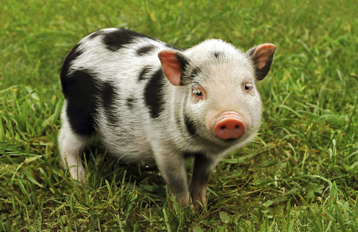 micro pigs for sale
