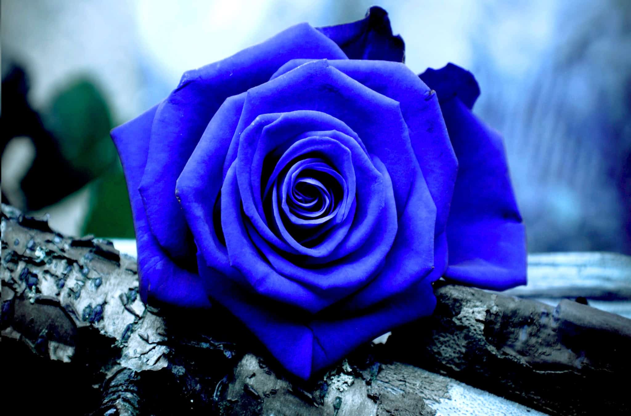 Blue Rose Wallpaper HD