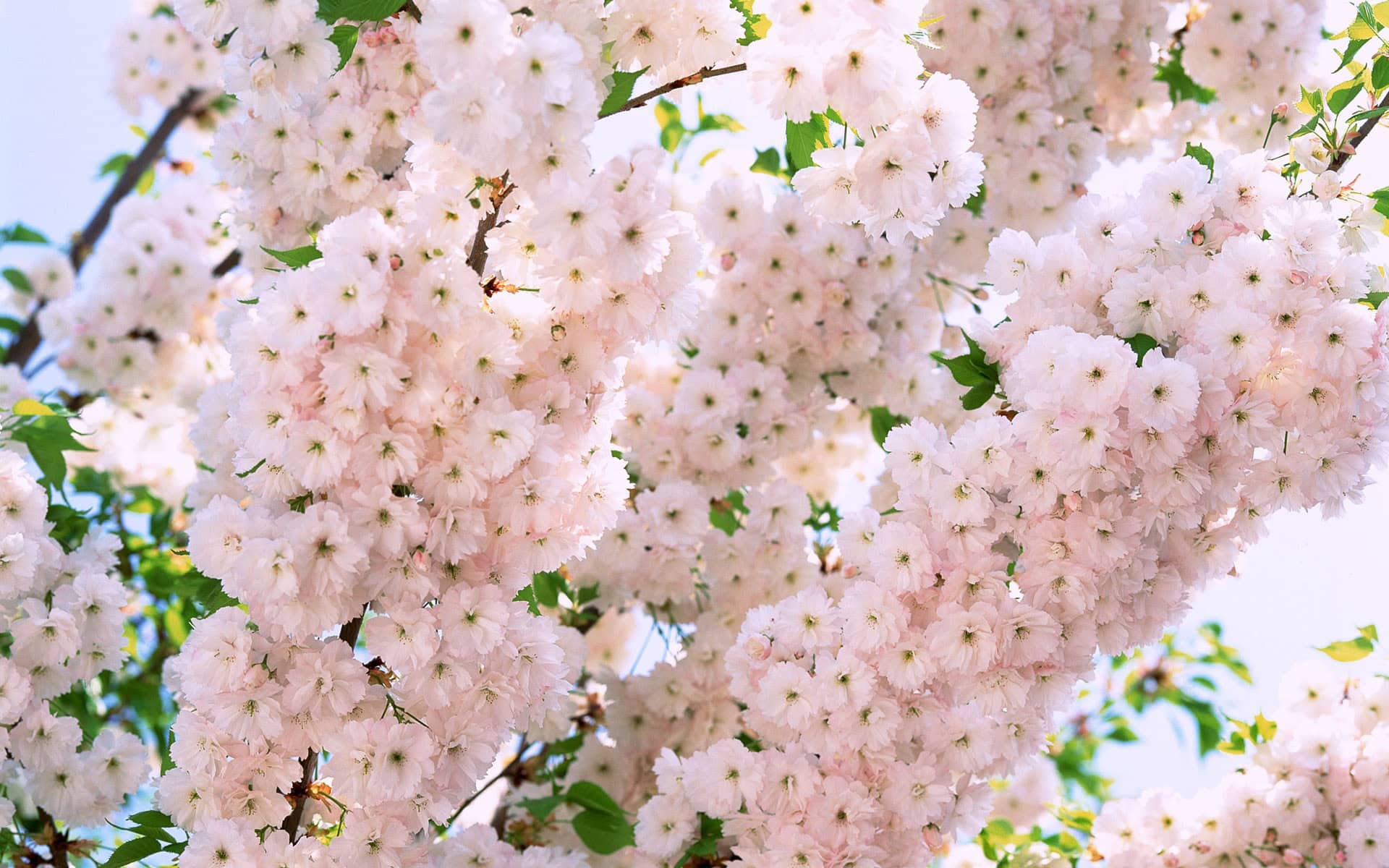 Flower Images Tumblr Free Download