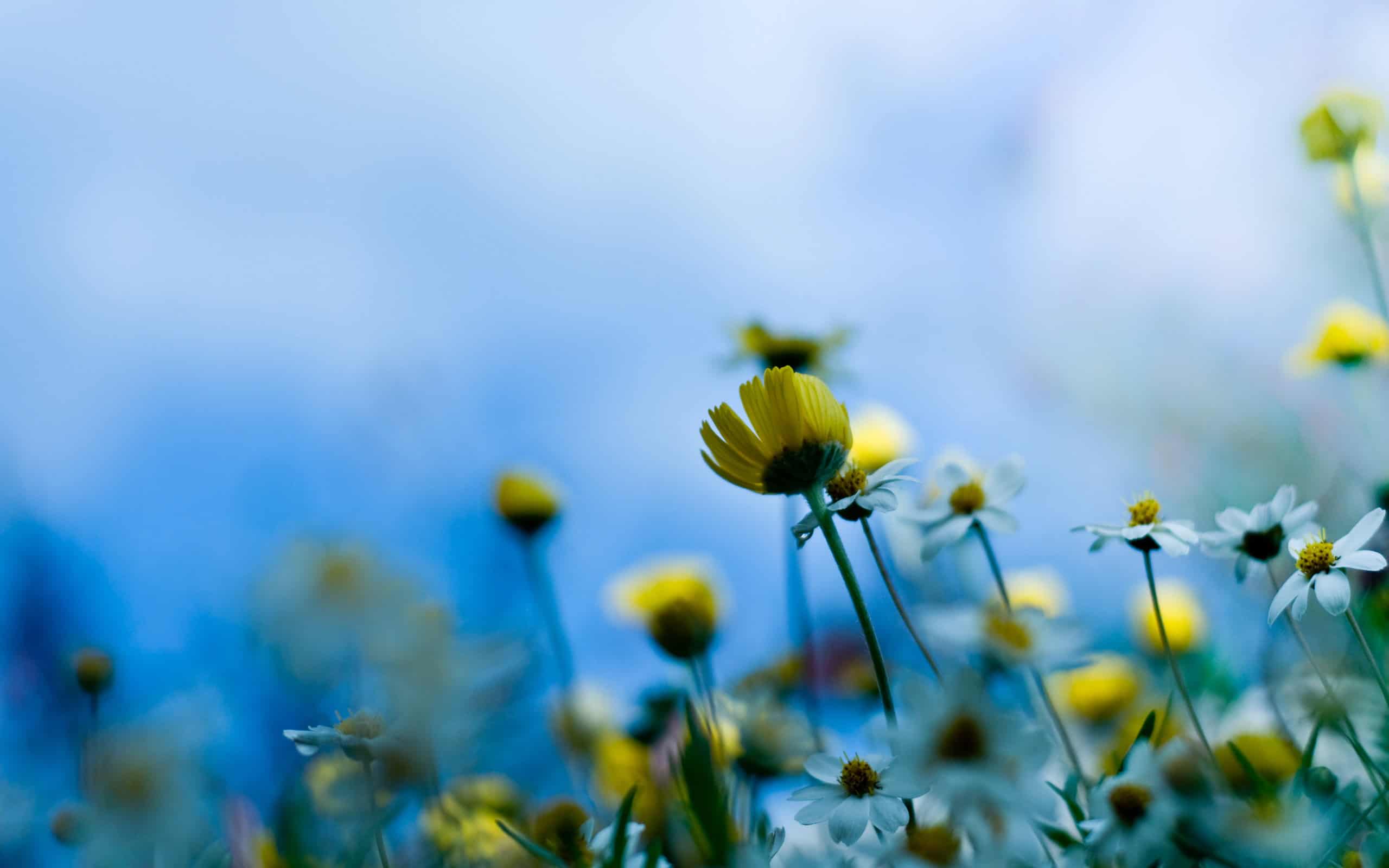 Flower Images Tumblr Free Download