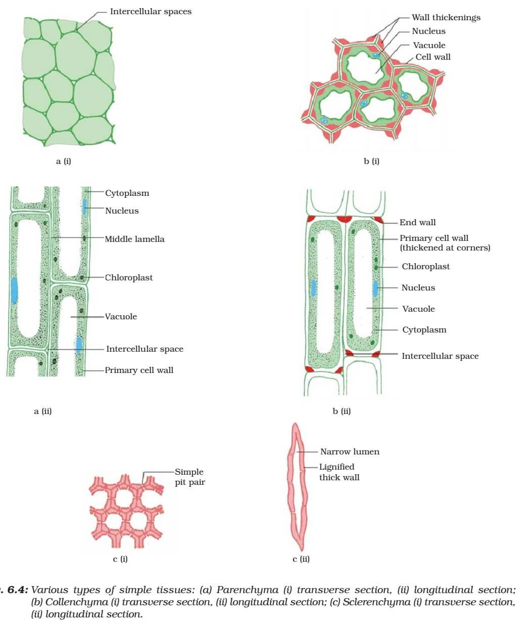 Plant Tissue Meristematic Simple, Complex Permanent Tissue