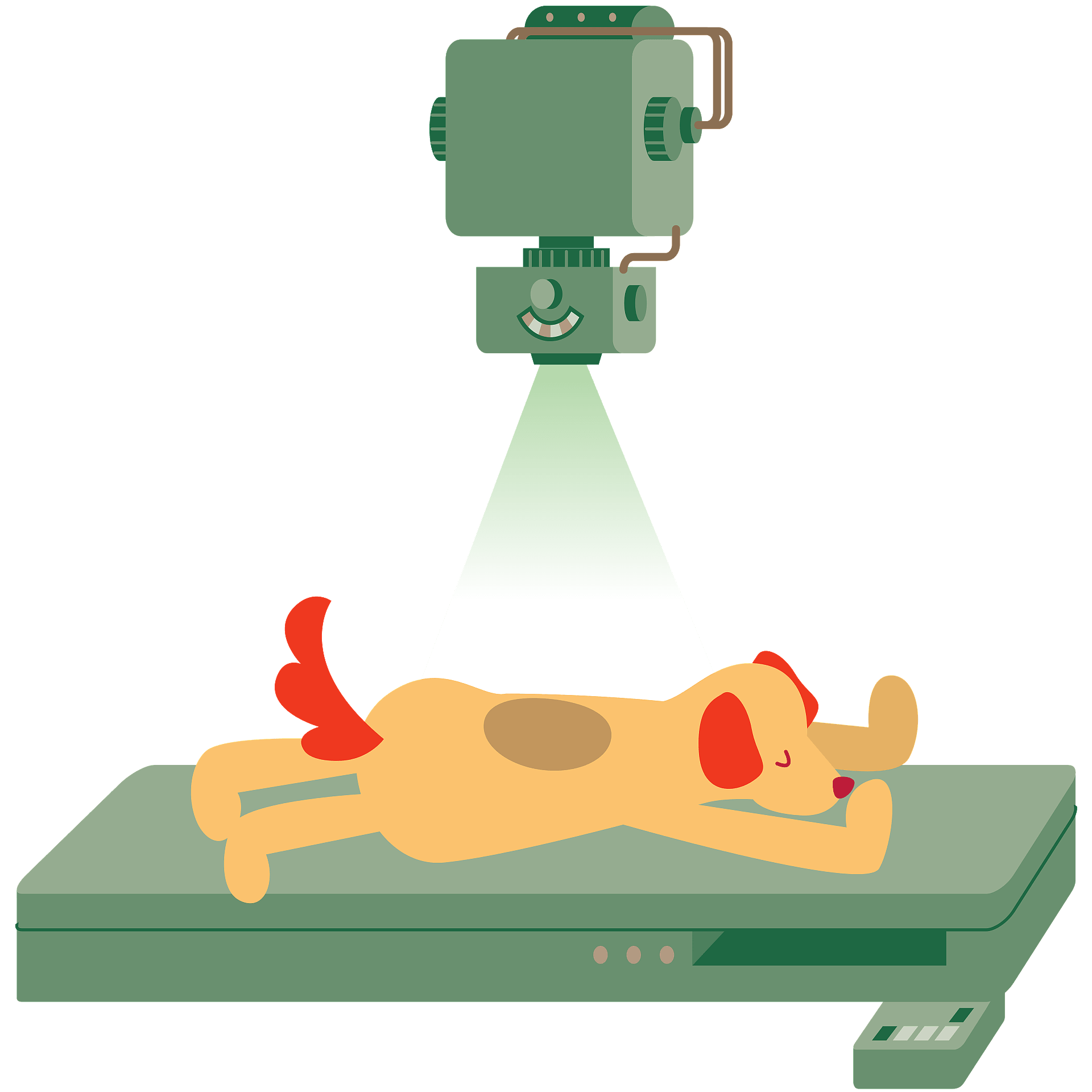 XRay PNG Transparent Images PNG All