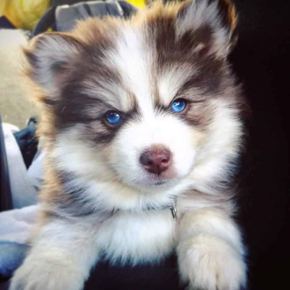 Pomsky Price How Much Are Pomsky Puppies? [Pomeranian Husky]