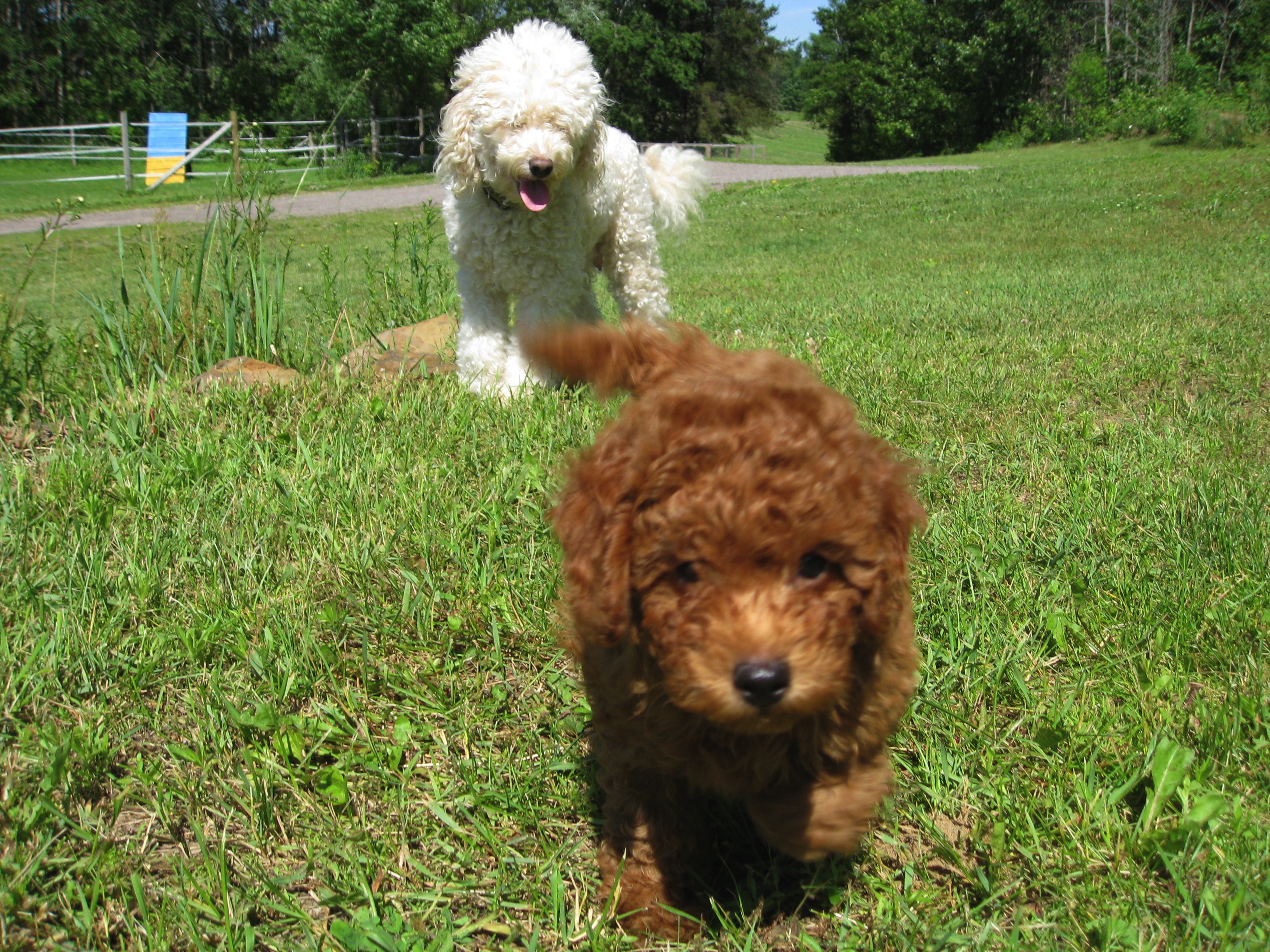 Goldendoodle Breeders Wisconsin State / Puppies for sale Goldendoodle, Goldendoodles f