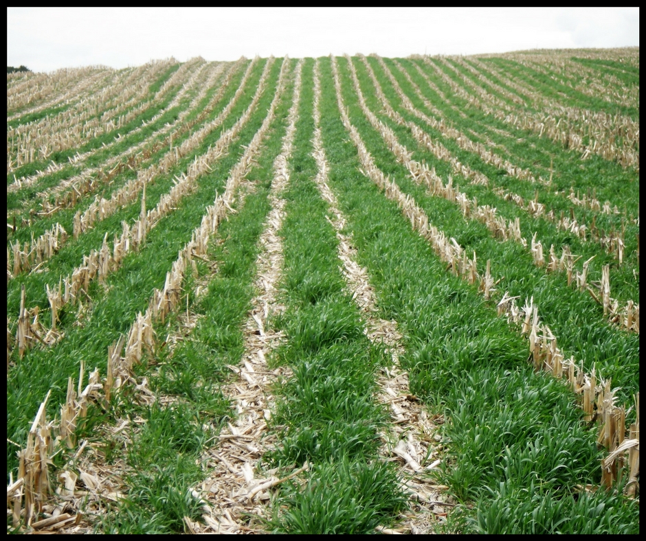 Planning Cover Crops? Planting Options to Consider Rice Soil and