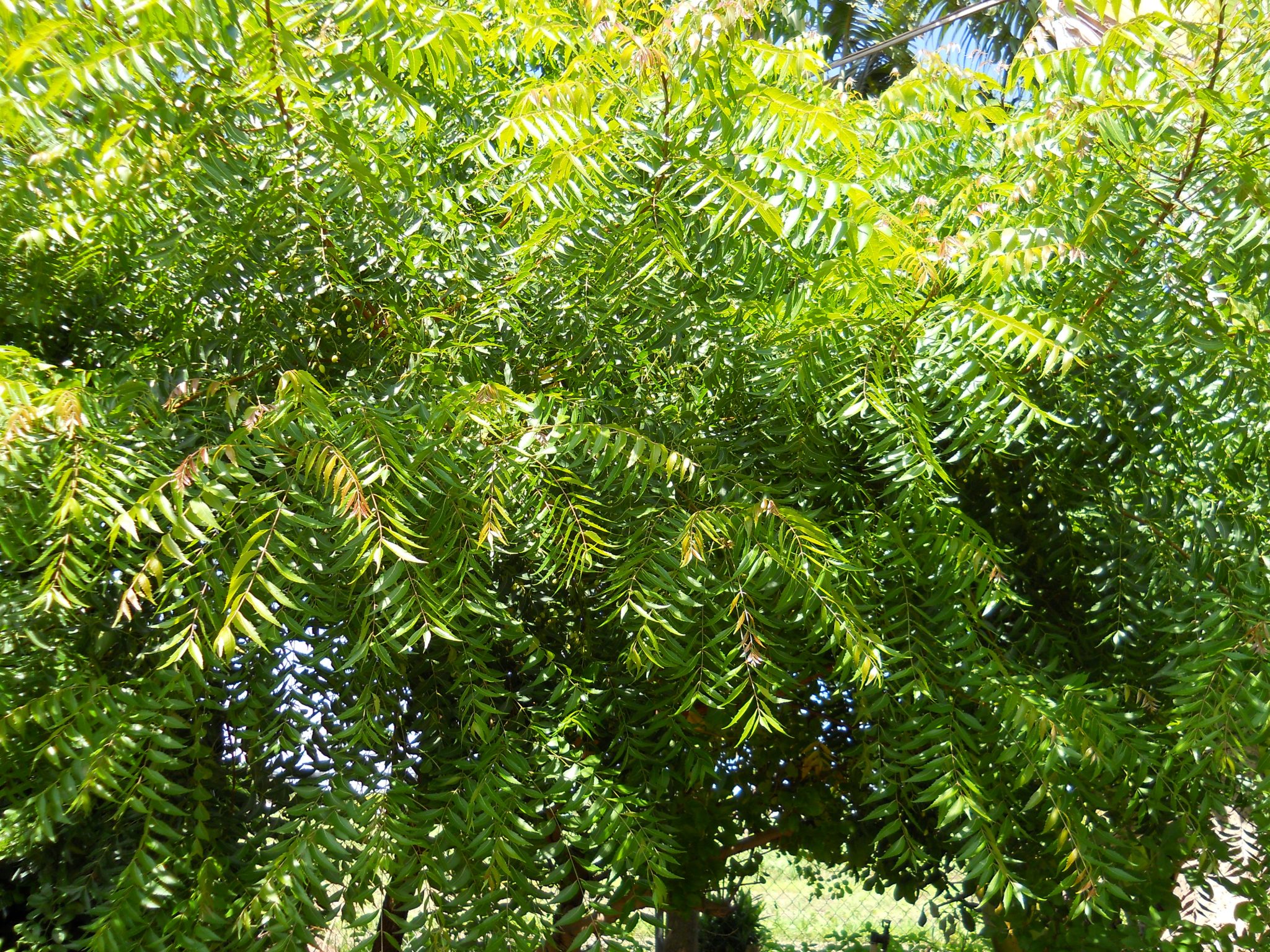 Neem Tree (Azadirachta indica) Richard Lyons Nursery, Inc.