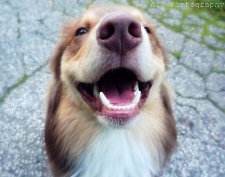 What pet insurance company does cover preexisting