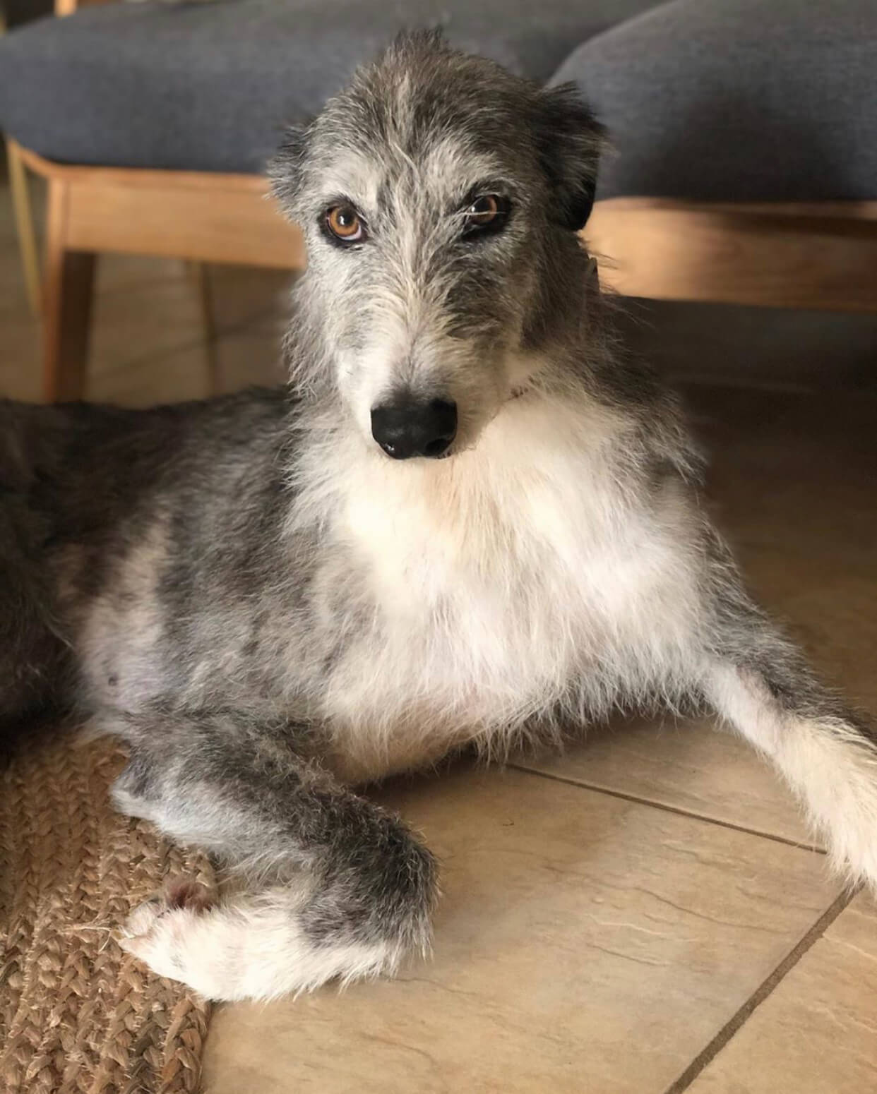 Dogs With Big Eyes The Most Popular Breeds Sausage Dog World