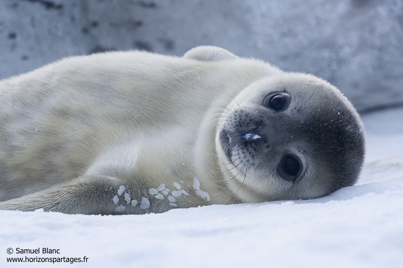 Bébé phoque de Weddell en Antarctique