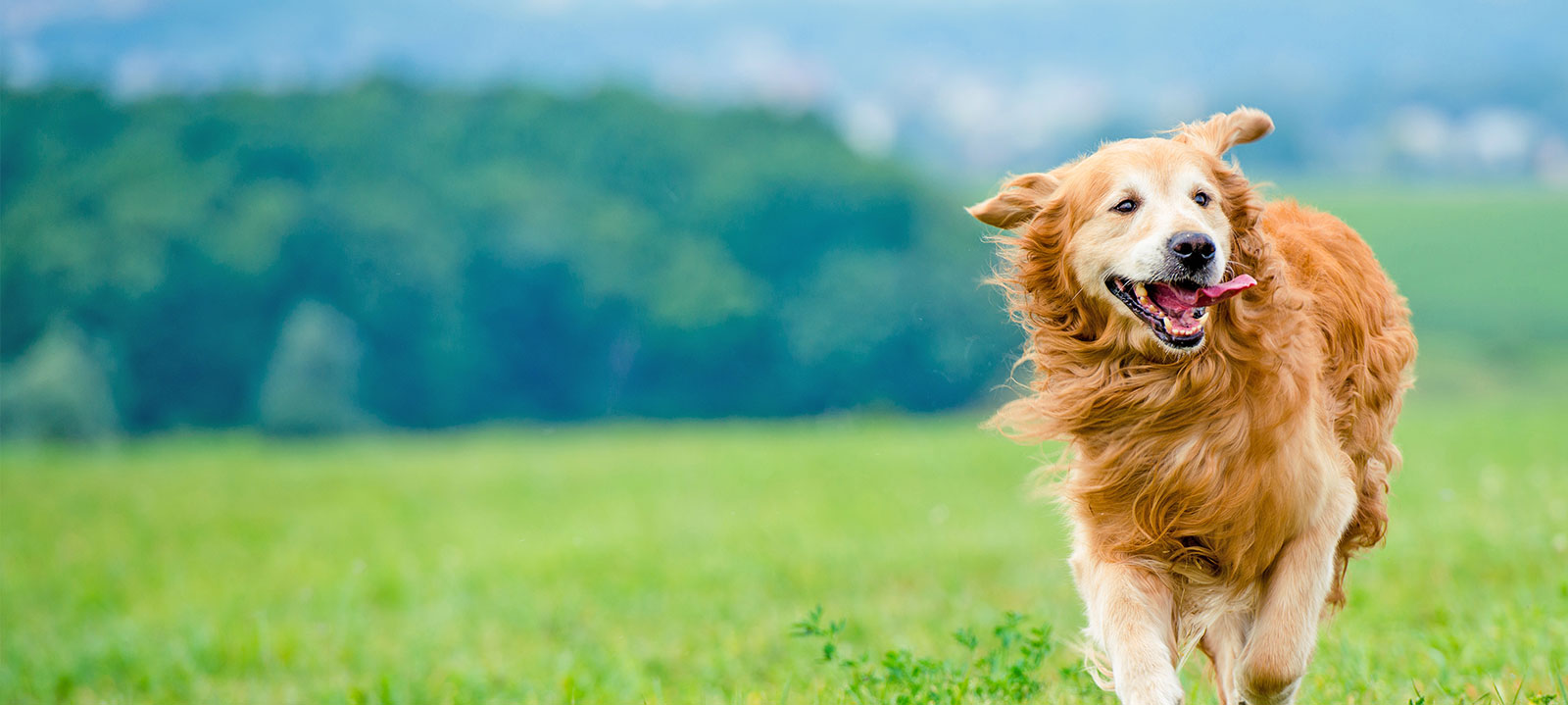 What We Do Pet Insurance MI Benefits Management