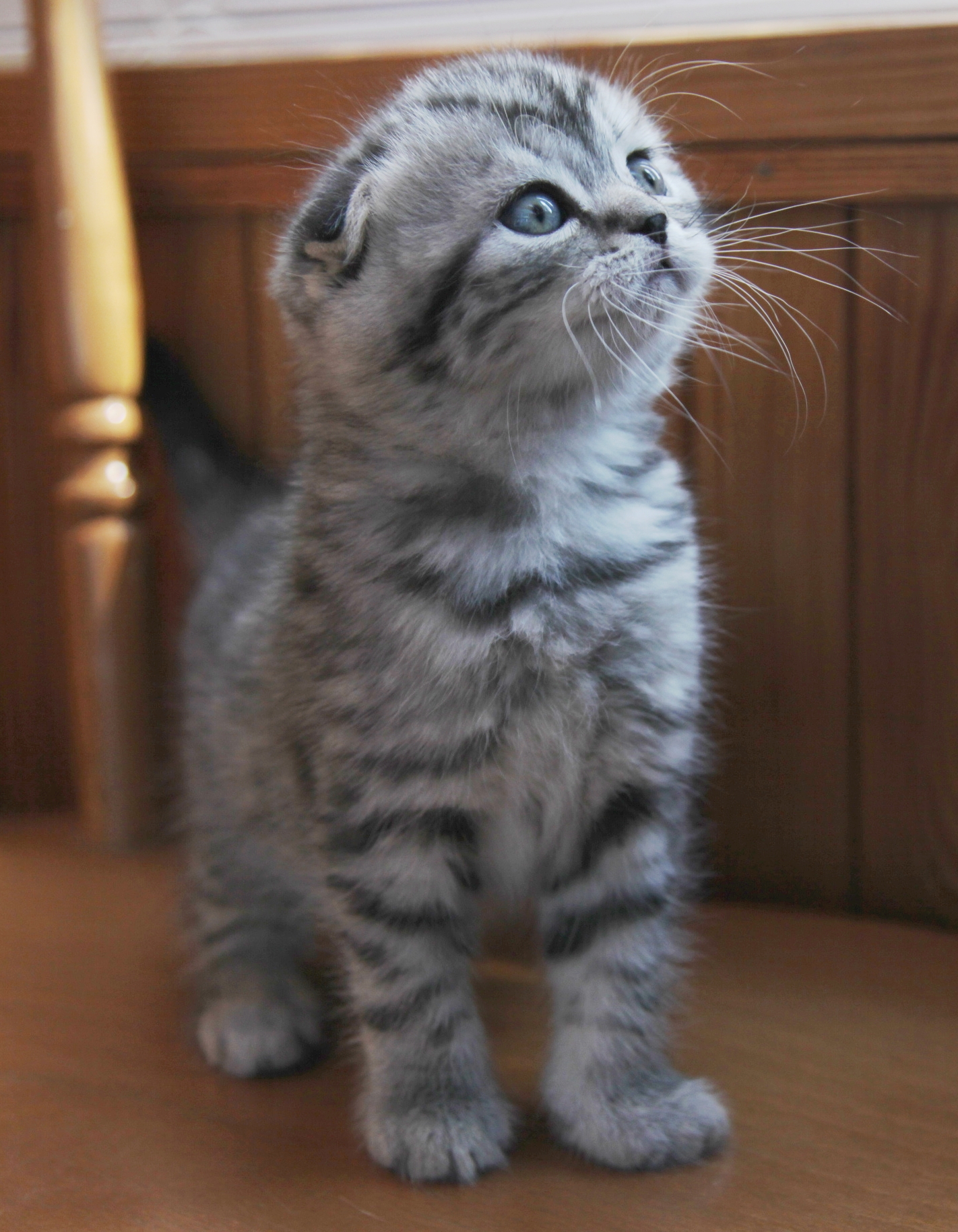 Scottish Fold Munchkin kittens for sale Scottish Fold Love