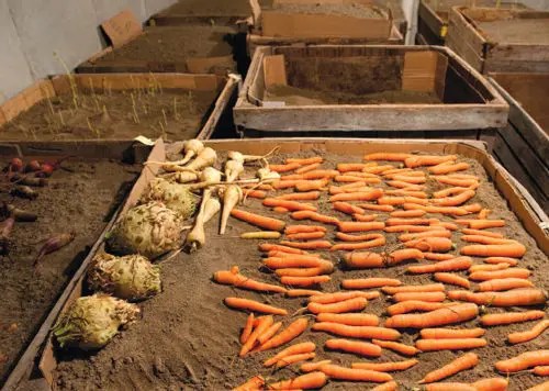 How to Store Vegetables Over the Winter Modern and