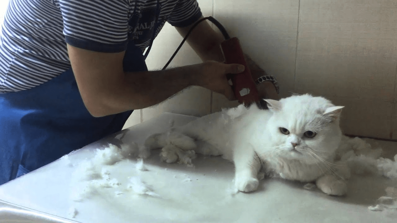 Shaving cats Can it rid them of fleas? simplecatguide
