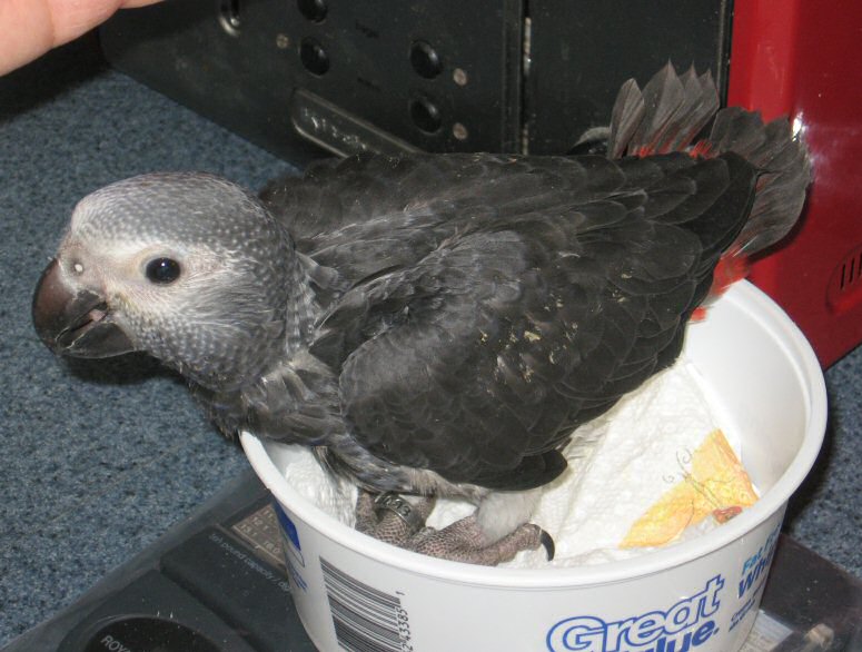 Timneh African Grey Facts, Pet Care, Personality, Pictures