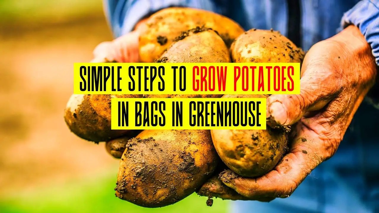 Simple Steps To Grow Potatoes In Bags In Greenhouse