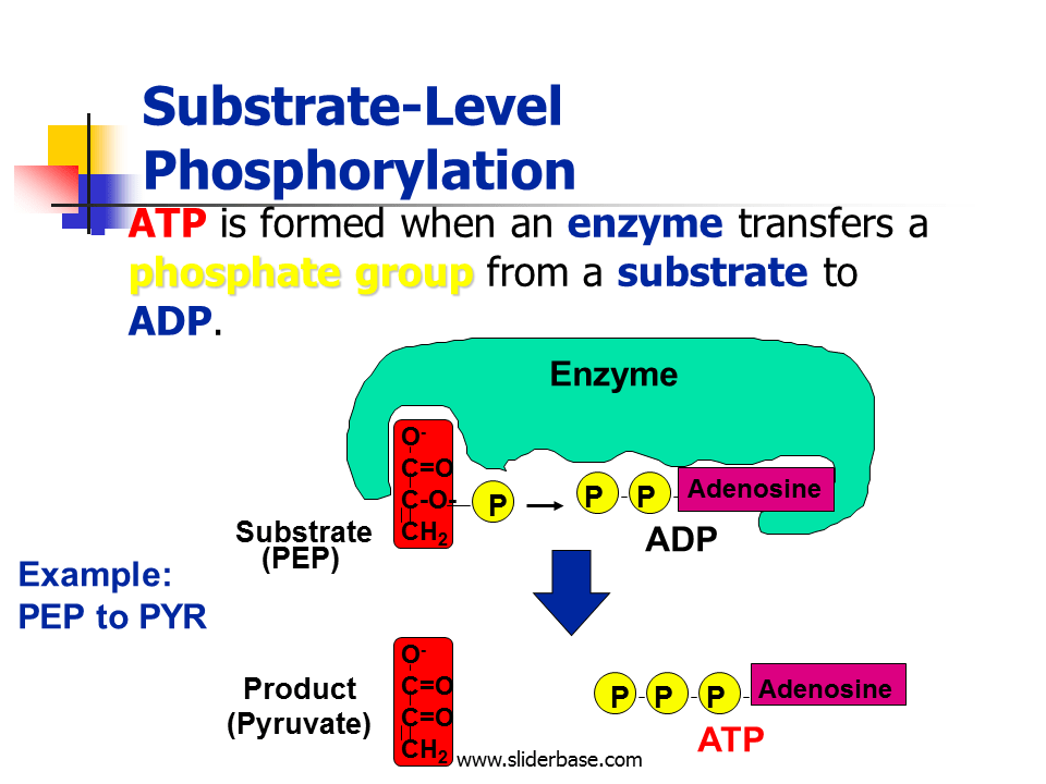 SubstrateLevel Phosphorylation