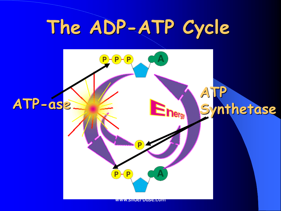 Diagram Atp Adp Cycle Diagramaica