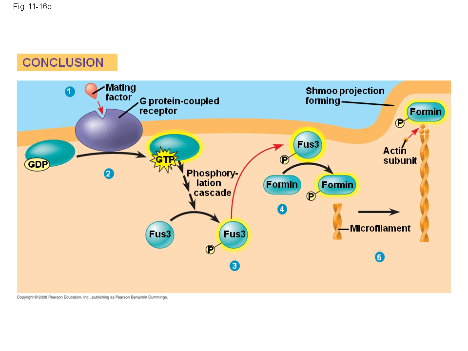 Cell Communication Presentation Biology