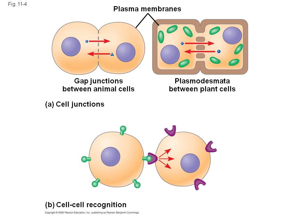 Cell Communication Presentation Biology