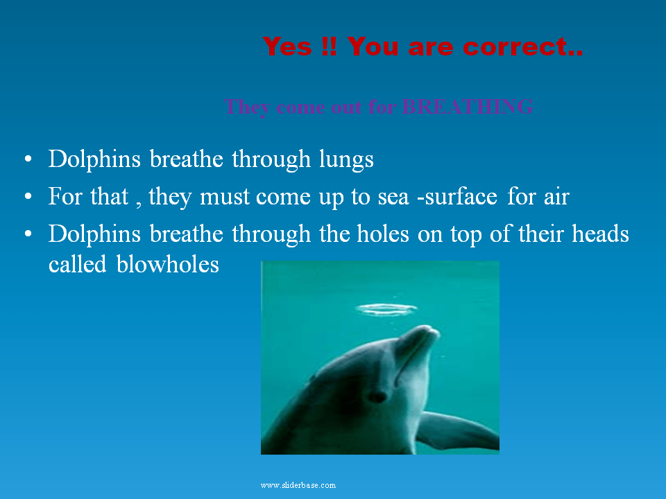 Dolphins Presentation Biology