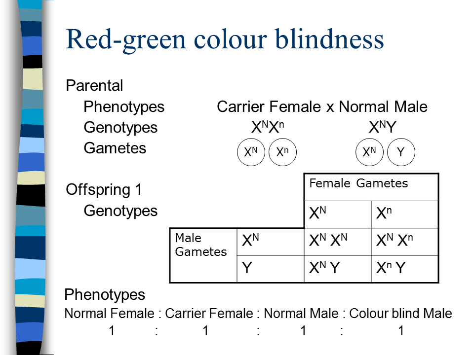Sex Linkage Presentation