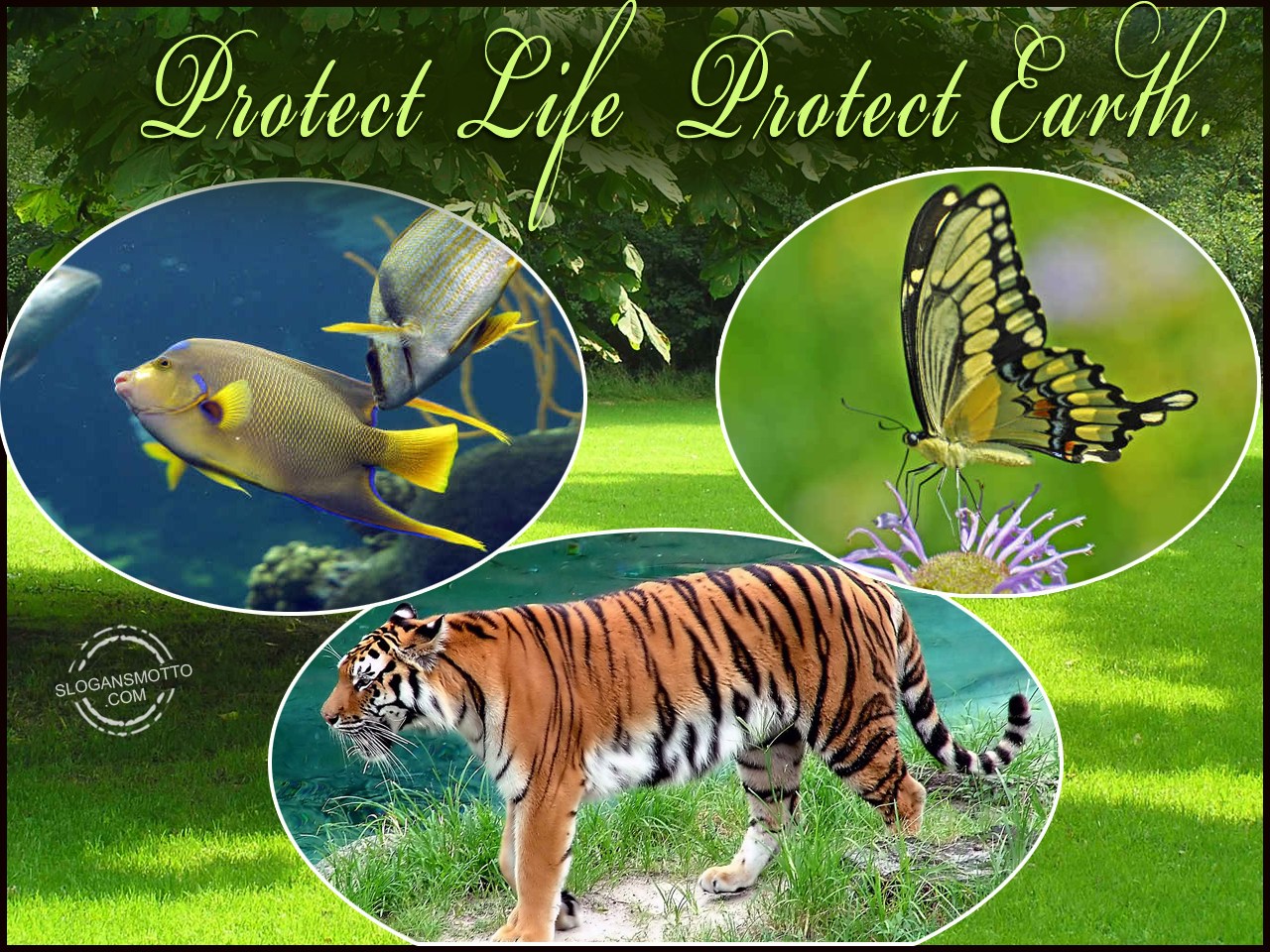 Save Wildlife Slogans Page 2