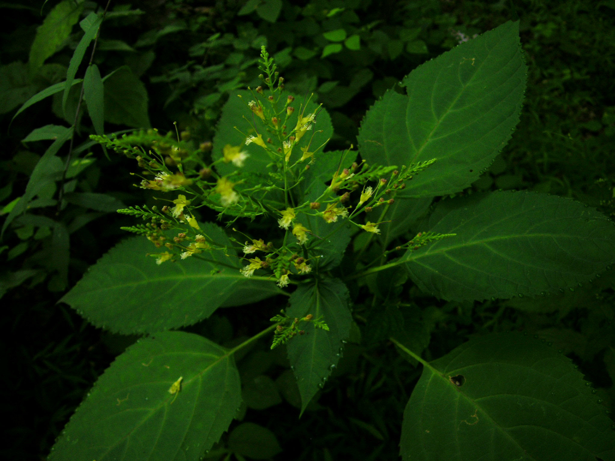 Forest Understory Moths Joseph Smith