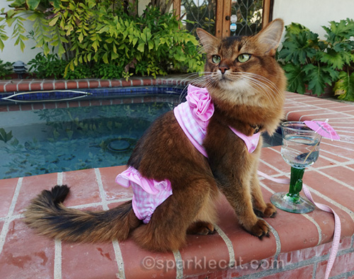 Swimsuit Season In California SparkleCat