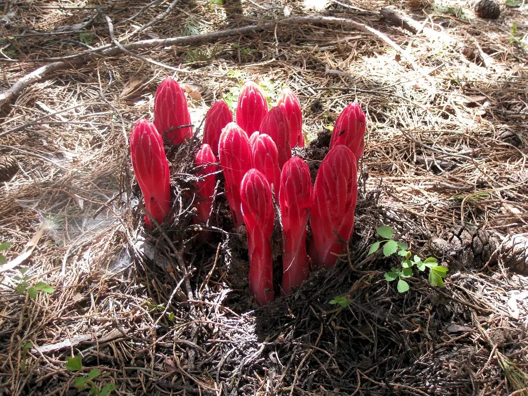 Snow Plants Photos, Diagrams & Topos SummitPost