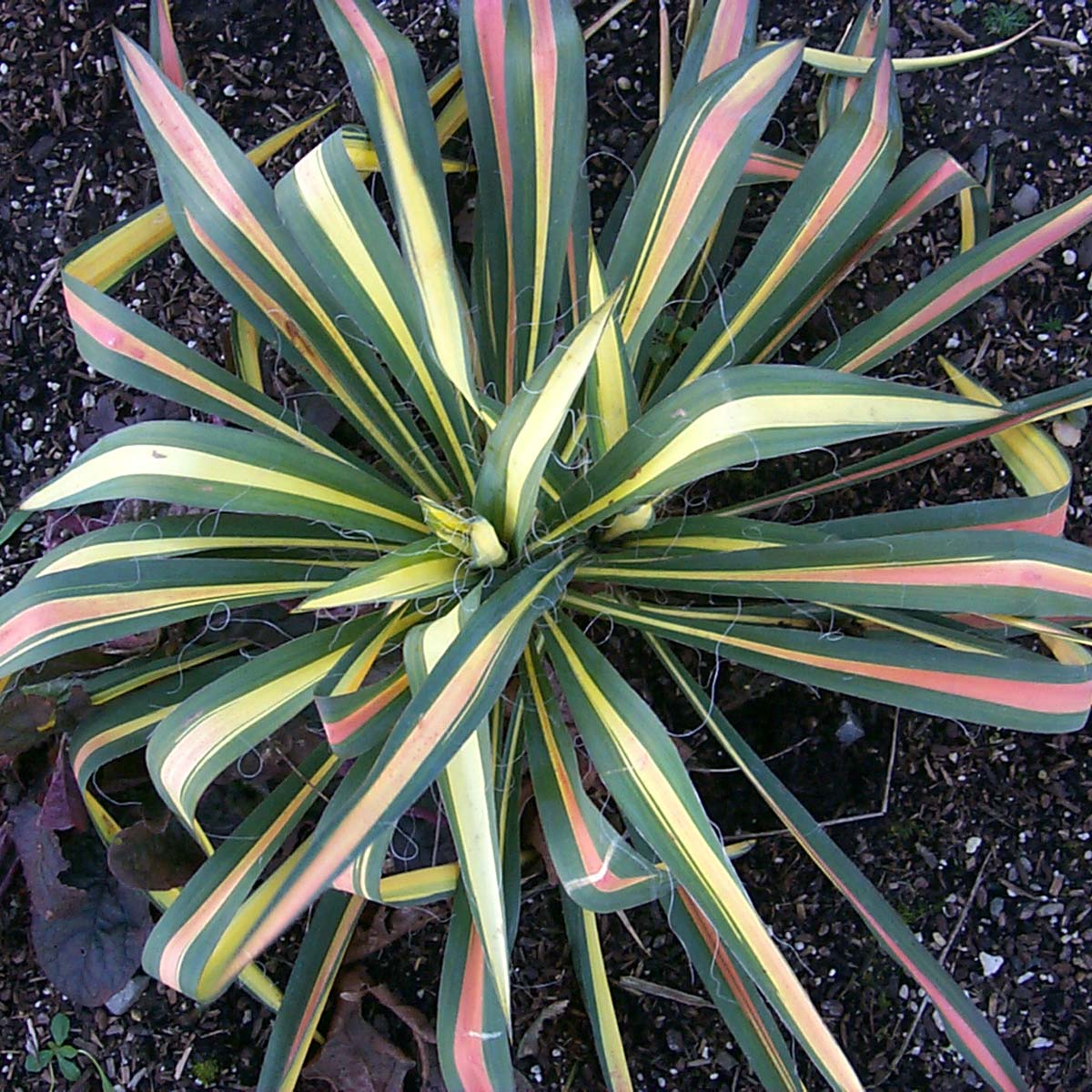 Yucca ‘Color Guard’ TERRA NOVA® Nurseries, Inc.