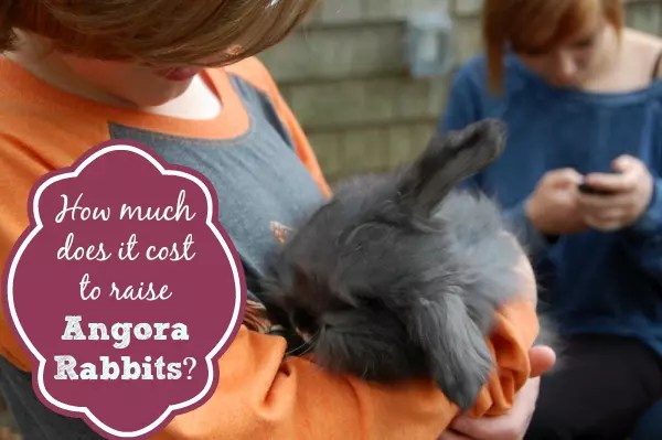 How much does it cost to raise Angora rabbits?