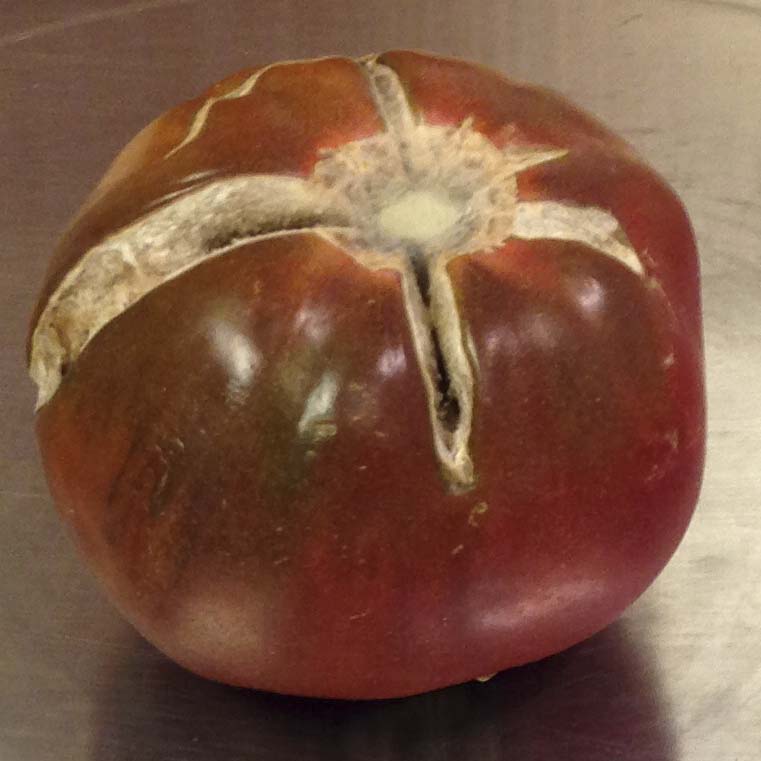 Black Krim Tomato The Plant Lady