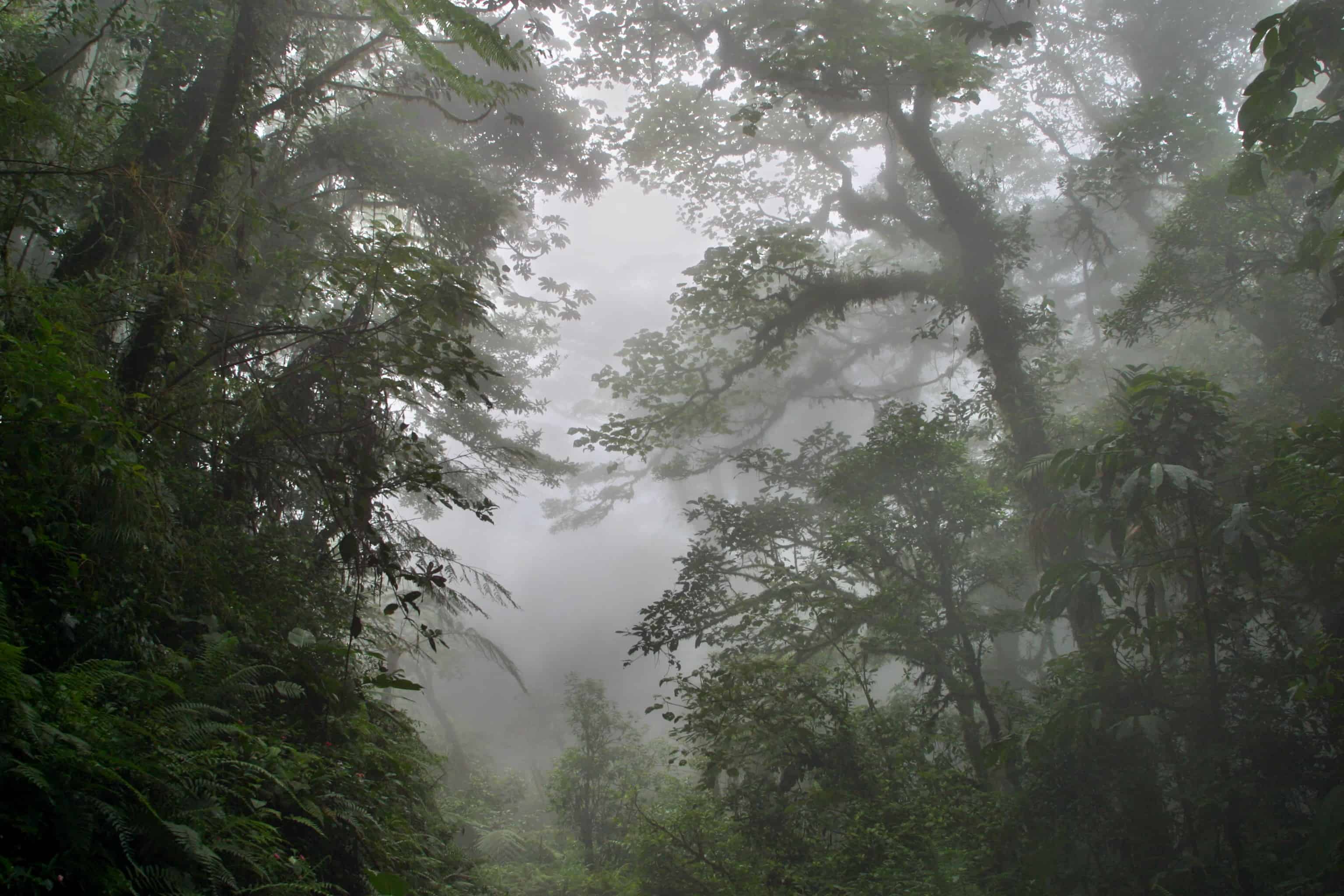 Dealing with climate change in Costa Rica’s treasured Monteverde cloud