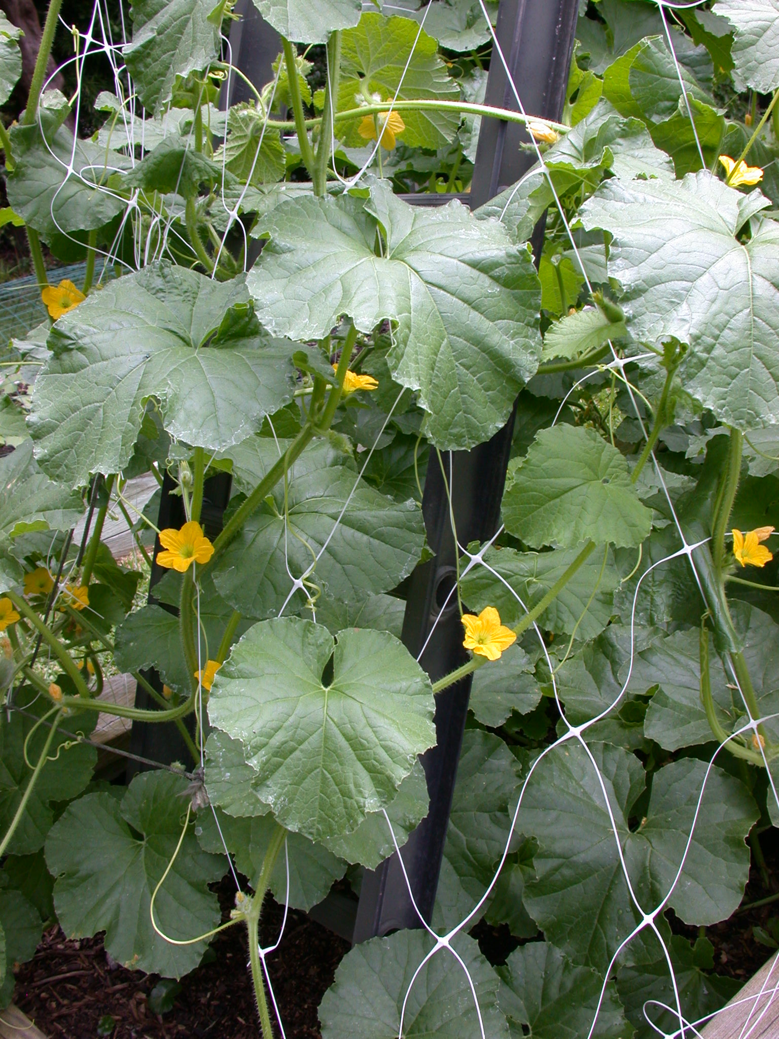 TOP 10 Tips and Advice on How to Grow Cantaloupes Top