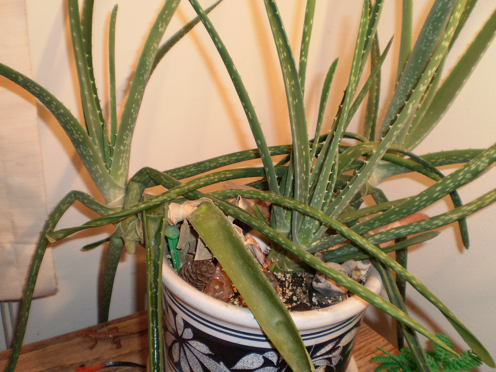 Is my aloe vera plant getting too big? Cacti