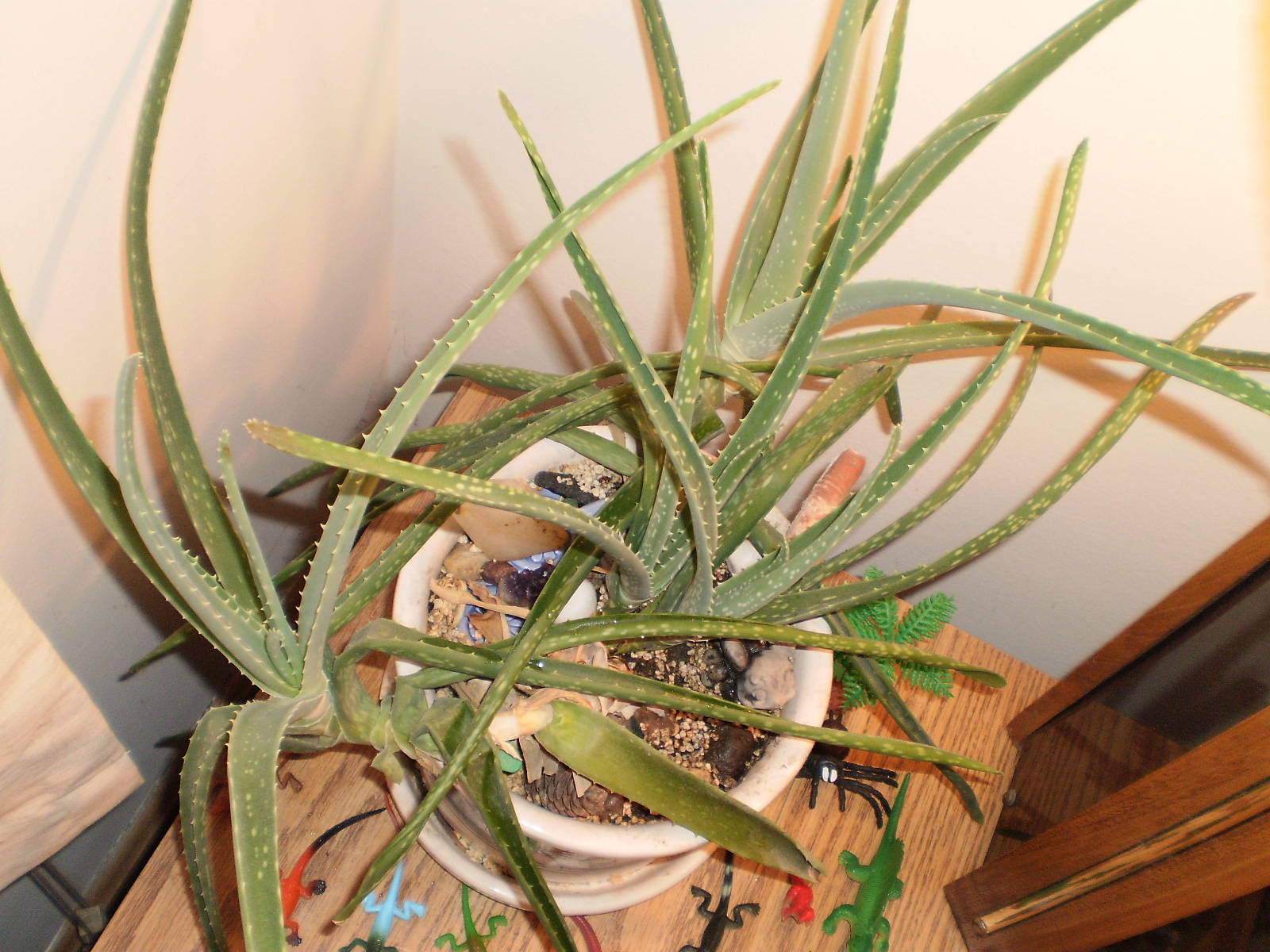 Is my aloe vera plant getting too big? Cacti