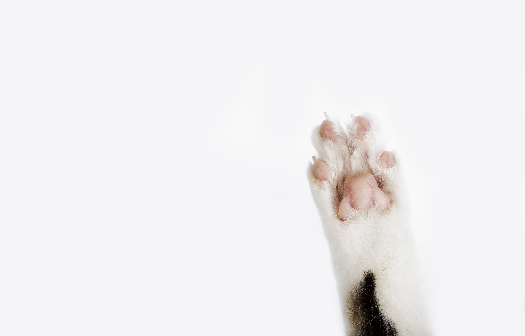 Pet Paw Preference Is Your Pet Best Left or RightHanded?