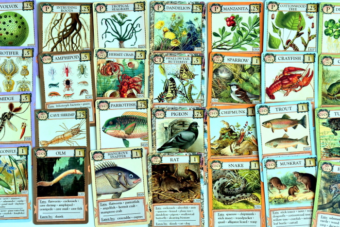 Ecologies Card Game Review Ecologies Bizarre Biomes Food