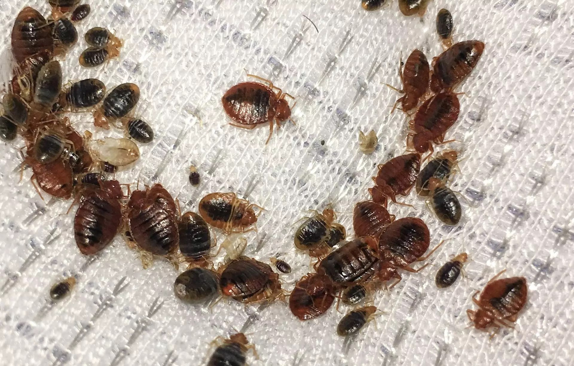 Bed Bugs Bed Bug Removal Greenville Spartanburg Anderson Columbia