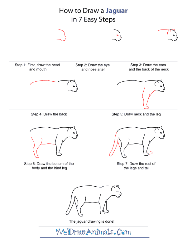 How To Draw A Jaguar