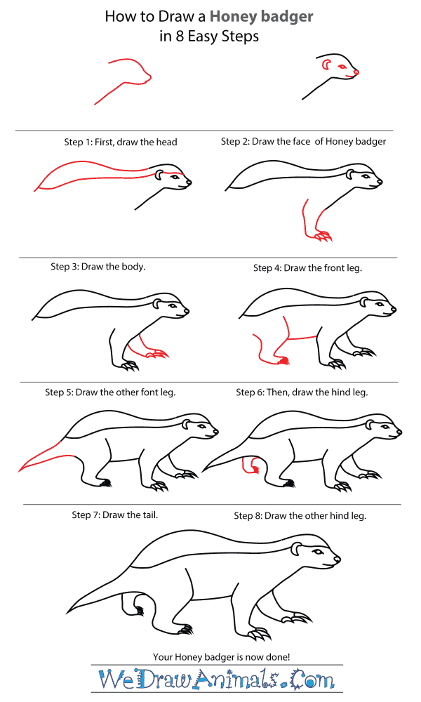 How to Draw a Honey Badger