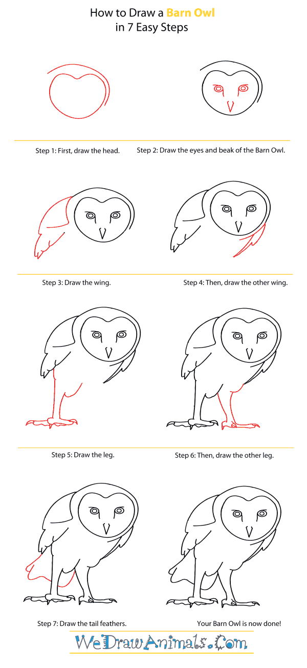 How to Draw a Barn Owl
