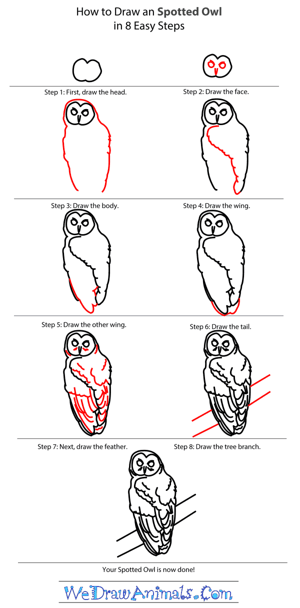 How to Draw a Spotted Owl