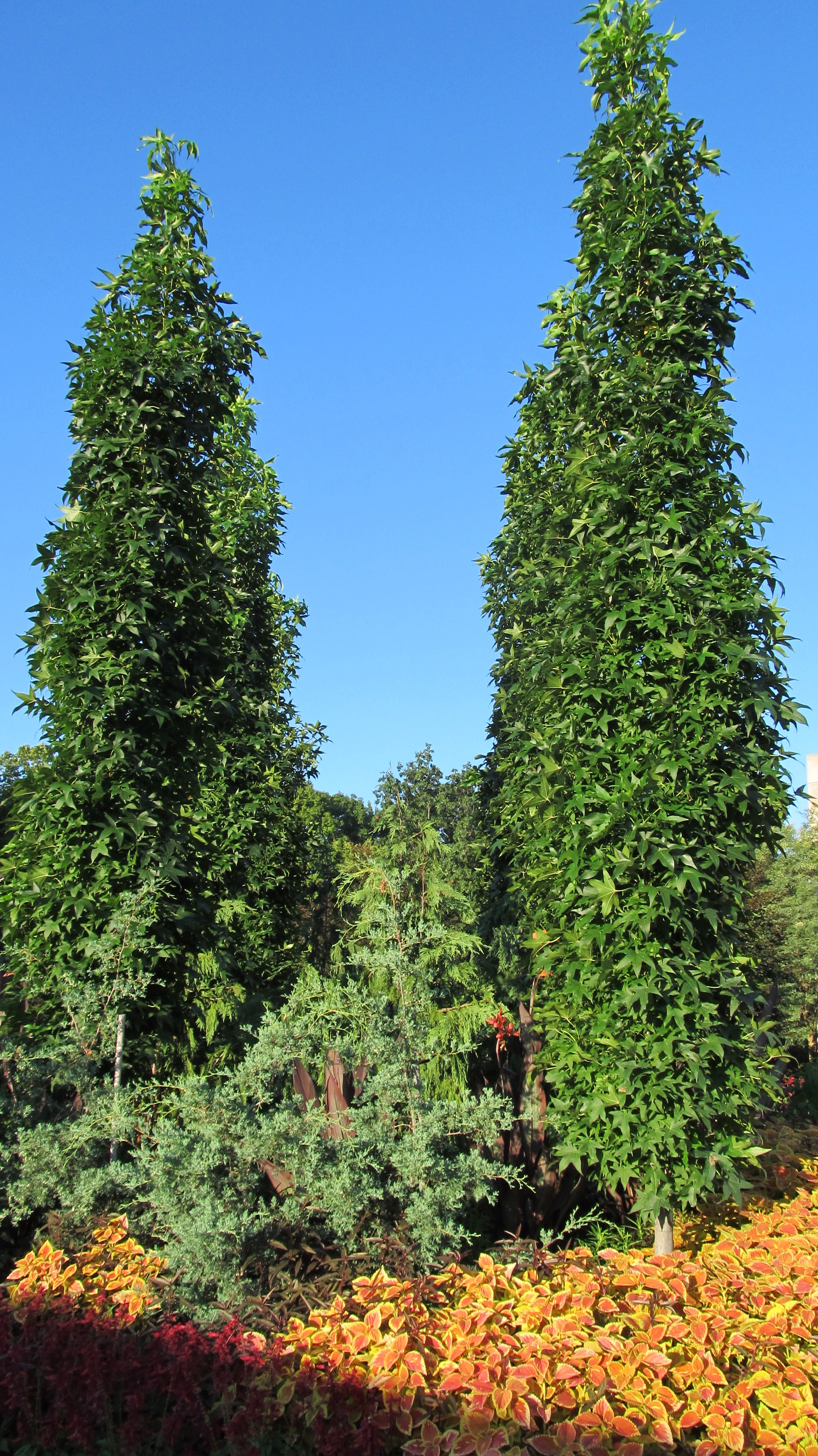 Slender Silhouette Sweetgum Very Few Gumballs What Grows There Hugh Conlon Horticulturalist Professor Lecturer And Gardener