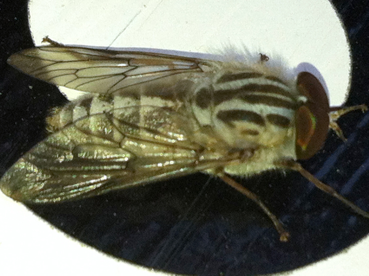 Horse Fly from New Zealand What's That Bug?