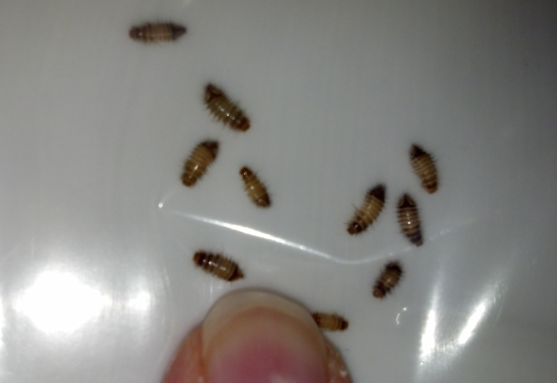 Carpet Beetle Larvae What's That Bug?
