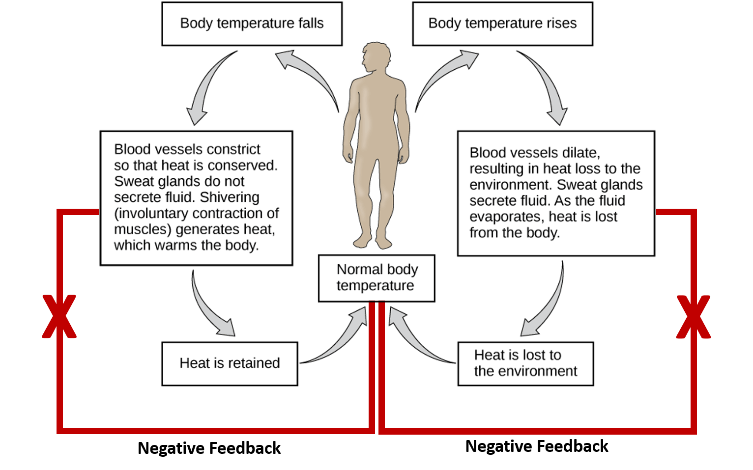 CH103 Chapter 8 Homeostasis and Cellular Function Chemistry